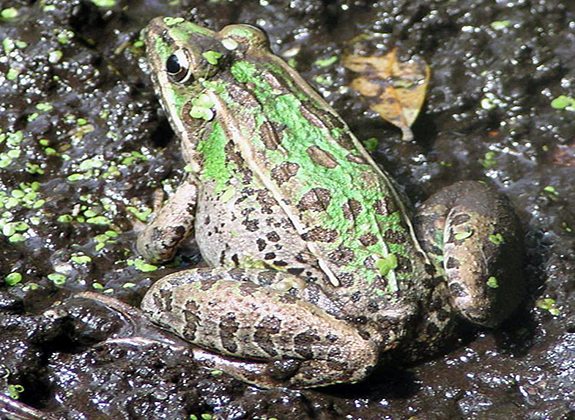LeopardFrog_KICA